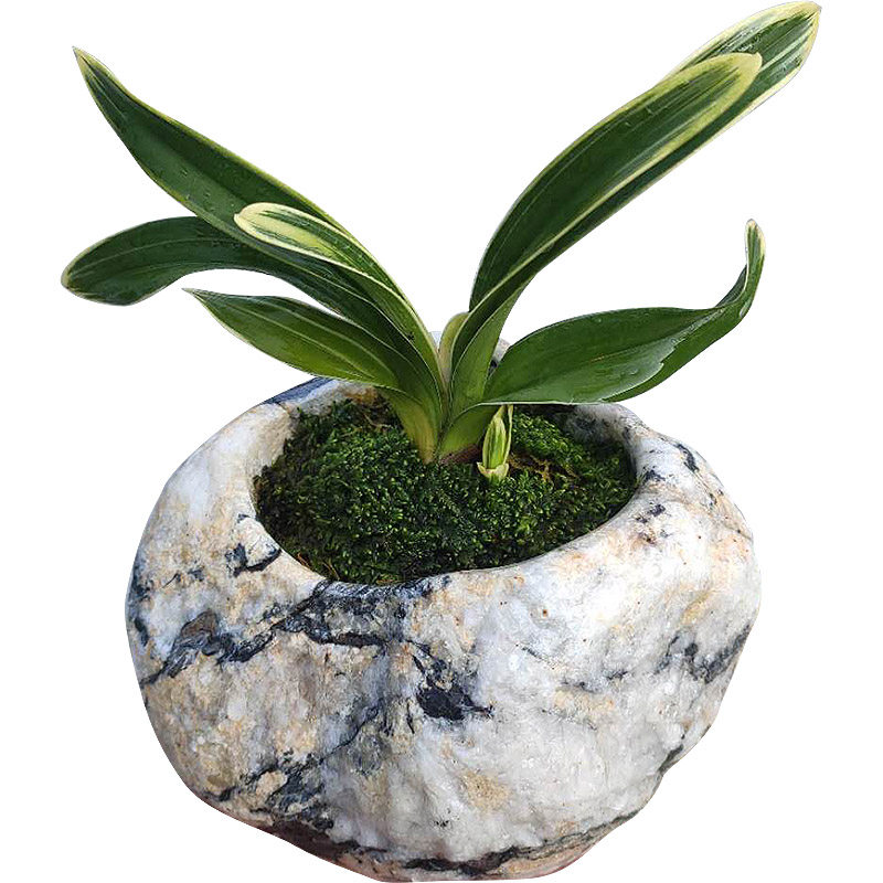 鹅卵石真石头花盆大号桌面水培多肉花器创意天然石器石盆拾器0527