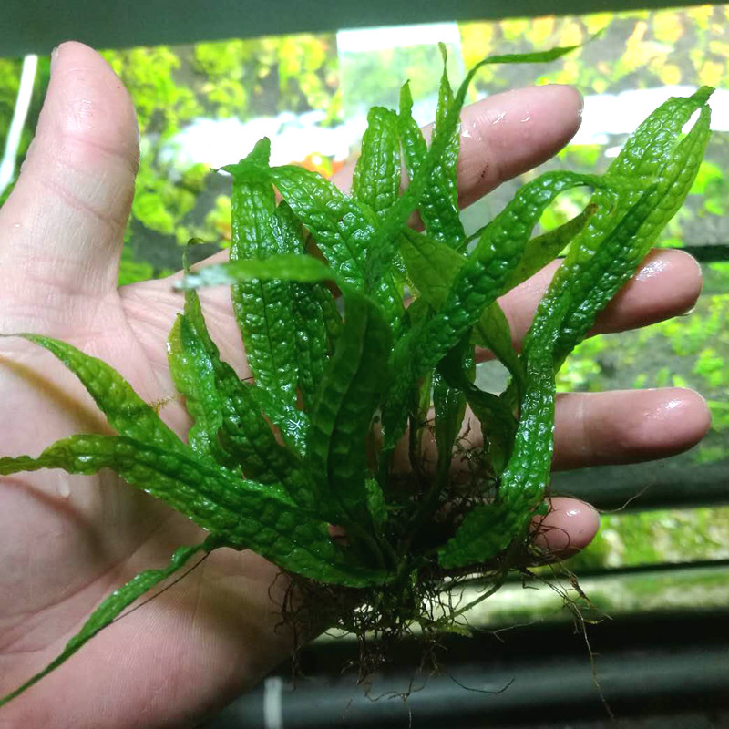 鱼缸水草自养水下菲律宾正宗丹麦细叶皇冠捆绑水草