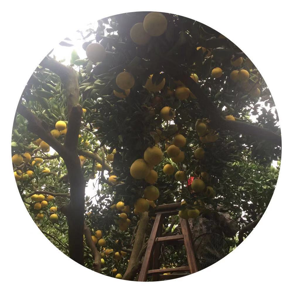 没货 常山胡柚10斤带箱黄心柚子小新鲜水果酸甜微苦包邮 缺货中