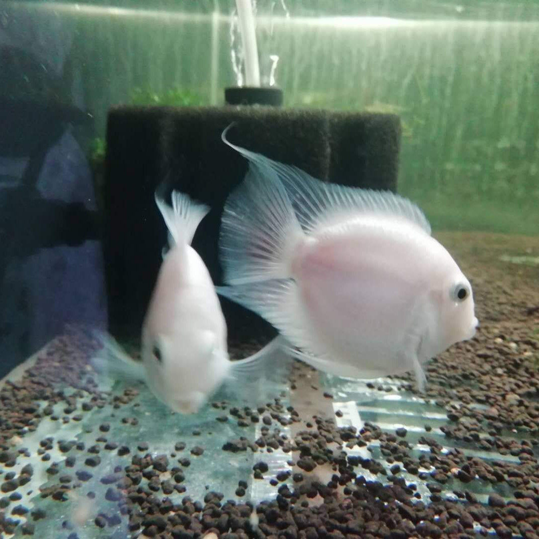 鹦鹉鱼观赏鱼迷你活体宝蓝鹦鹉白化热带鱼热带鱼