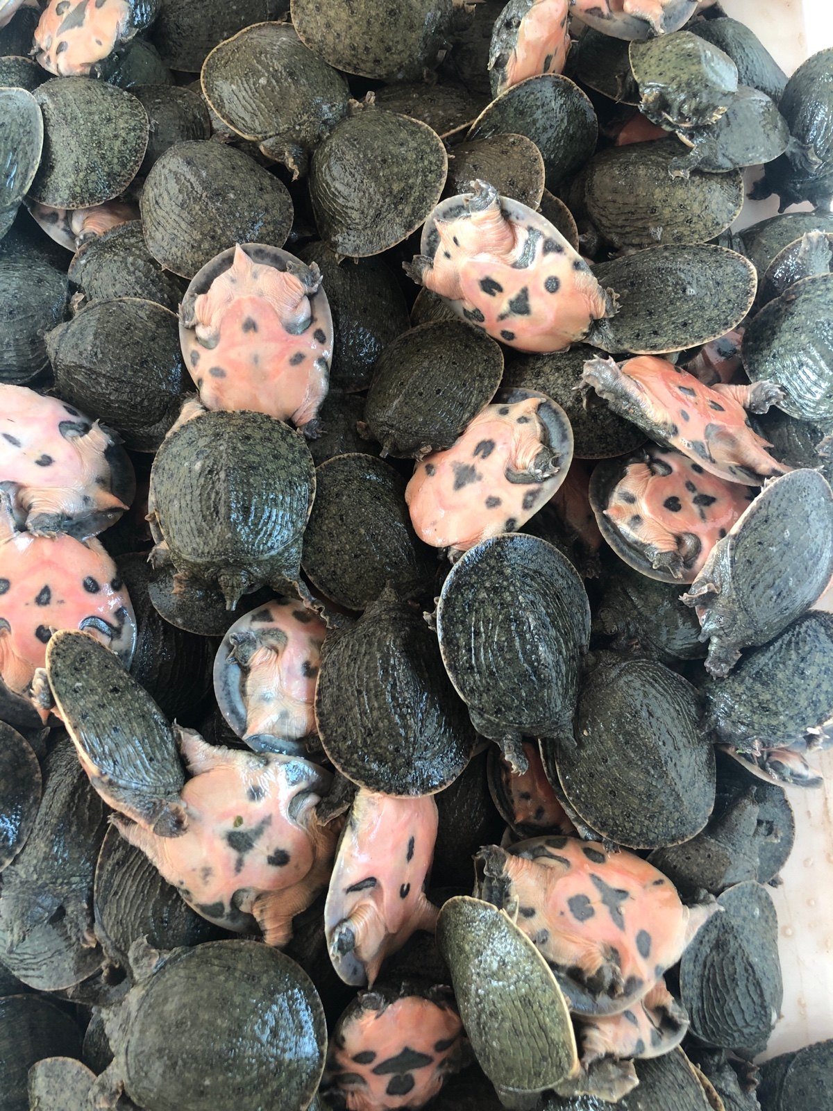 外塘养殖用小甲鱼鱼苗中华苗水鱼水水产宠物甲鱼