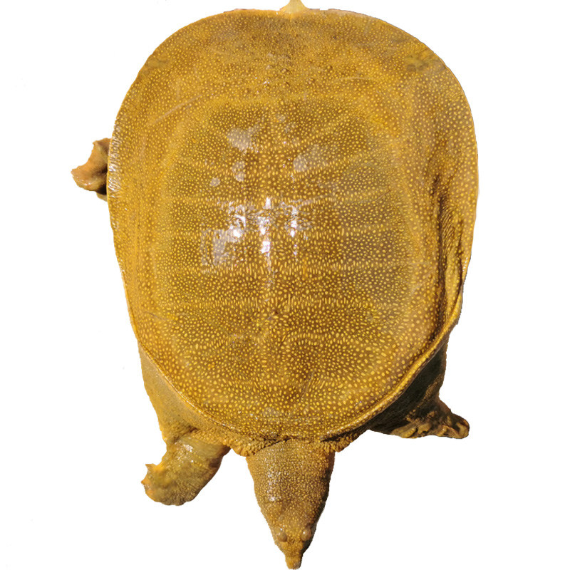 6斤团鱼脚青黄食用王八老王中华鲜活大水生态甲鱼