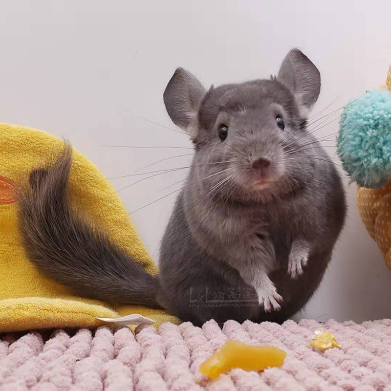 紫色已售展示耳钉纯紫梦幻大体体型进口龙猫龙猫