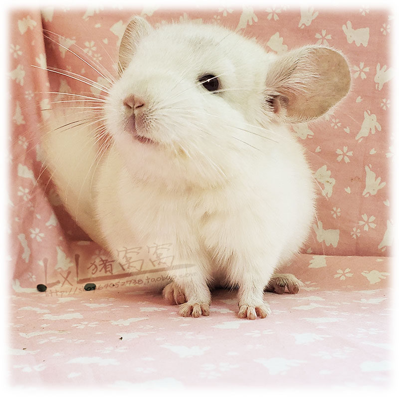 已售展示粉白龙猫杂粉白色龙猫宝宝进口大型龙猫活体