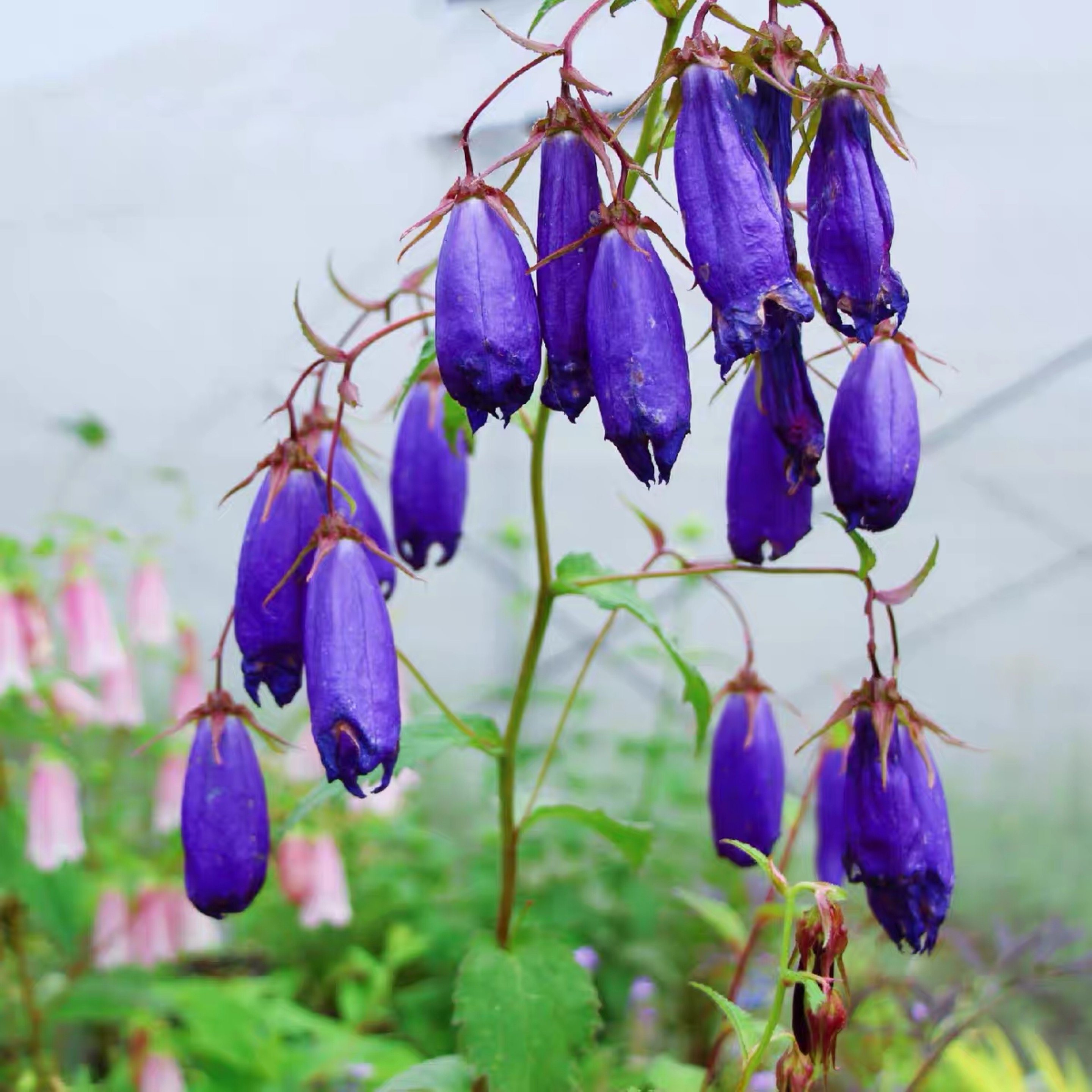 紫斑风铃草盆栽多年生耐阴耐寒耐热粉色铃铛花苗阳台庭院绿植包邮