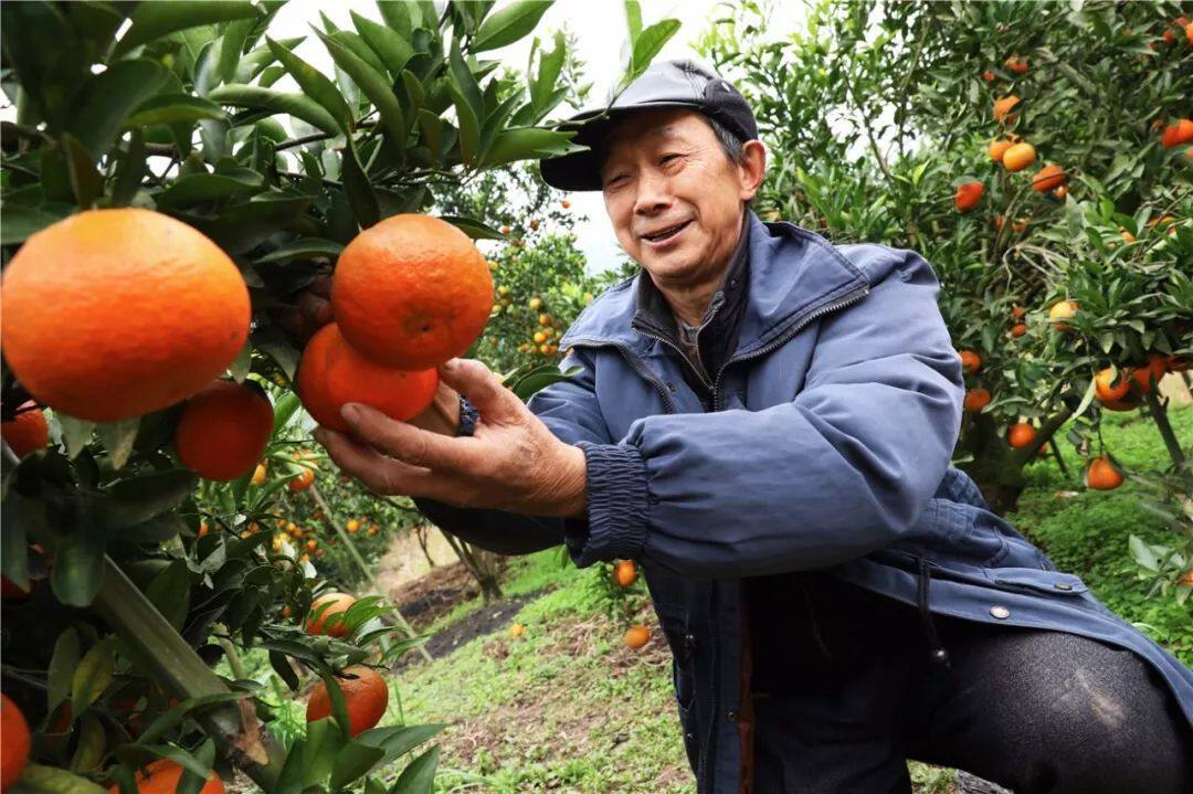 衢州椪柑农家自种橘子芦柑当季水果丑八怪孕妇桔子