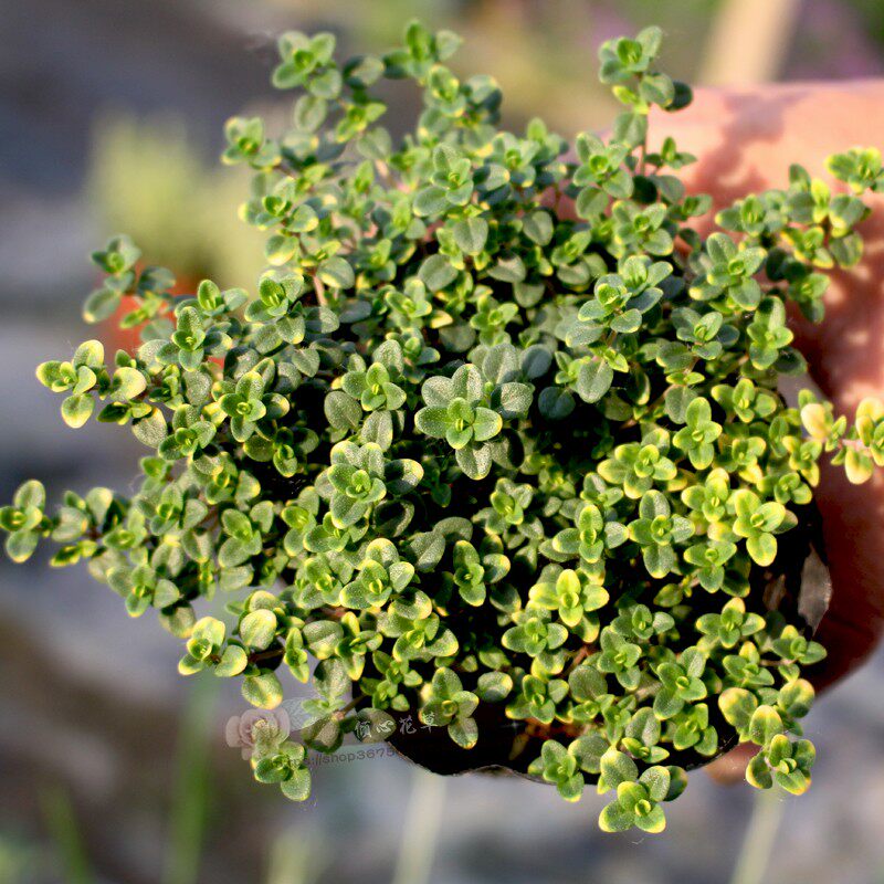 盆栽山谷晨光百里香香草绿植花卉多年生耐寒耐热绿植