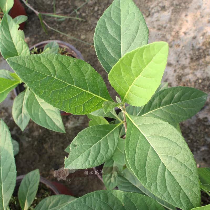 南非叶盆栽苗树苗可食用正宗马来西亚将军叶苦叶茶