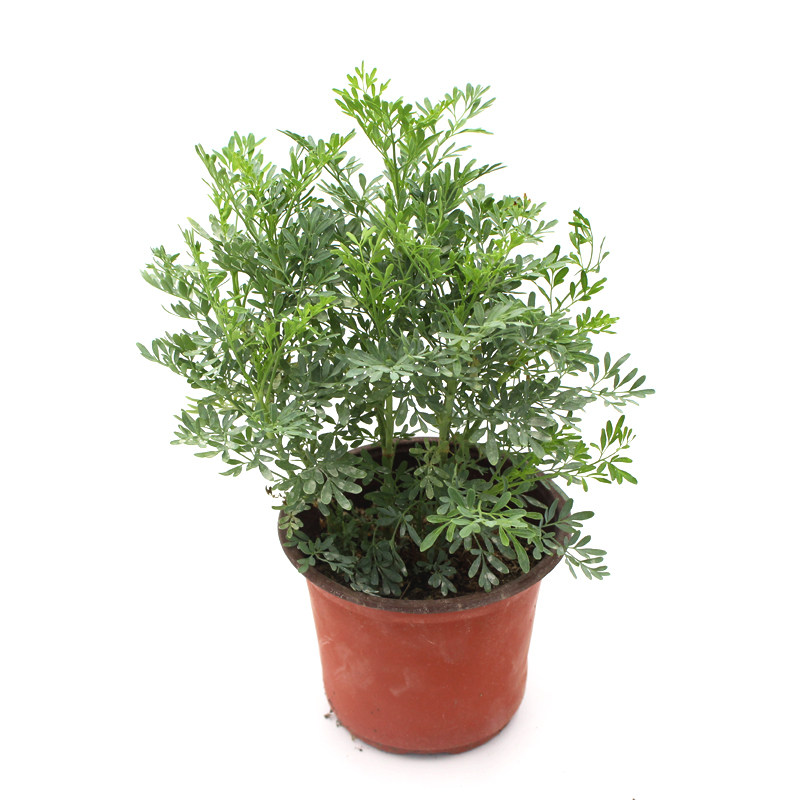 芸香苗臭草七里香驱虫驱蚊驱蝇植物香草花卉小盆栽自产自销