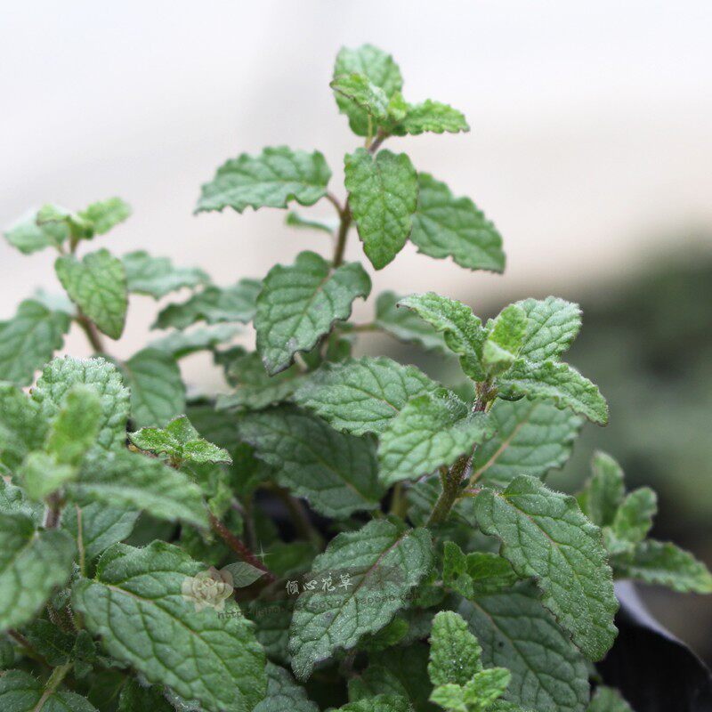 薄荷食用盆栽草莓芳香驱蚊植物香草自产自销绿植