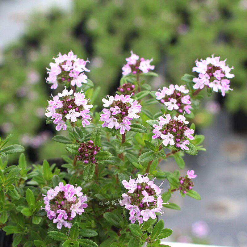 百里香盆栽杰克香草阳台庭院植物地被花卉时令草本花卉