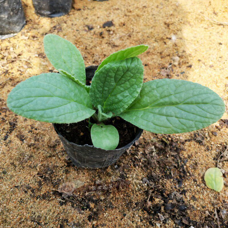 琉璃苣苗星状蓝花食用香草盆栽叶子花卉