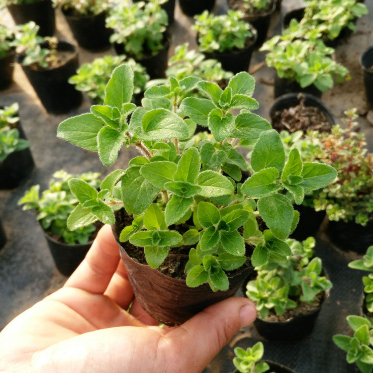 甜牛至希腊牛至黄金牛至奥勒冈披萨草香草花卉小盆栽苗