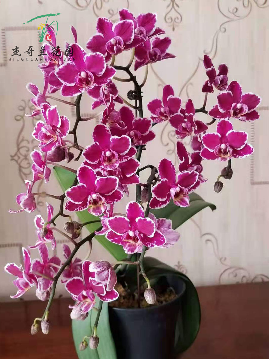 杰哥园新款蝴蝶兰开花株带花苞金边盆栽花卉