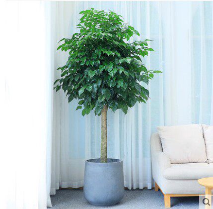 花禧盆栽甲醛净化空气植物花卉绿植大型林绿宝幸福树大型绿植
