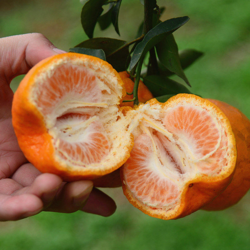 松滋椪柑新鲜红皮桔子柑橘蜜桔现摘沙糖芦柑桔子