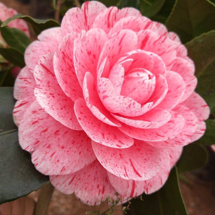 茶花盆栽粉丹和彩福建树苗山茶山茶花花彩赤丹花卉