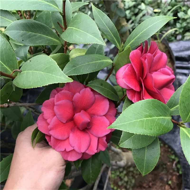 紫玫瑰茶花海角乐园山茶花紫色系列品种茶花嫁接原生植物茶花