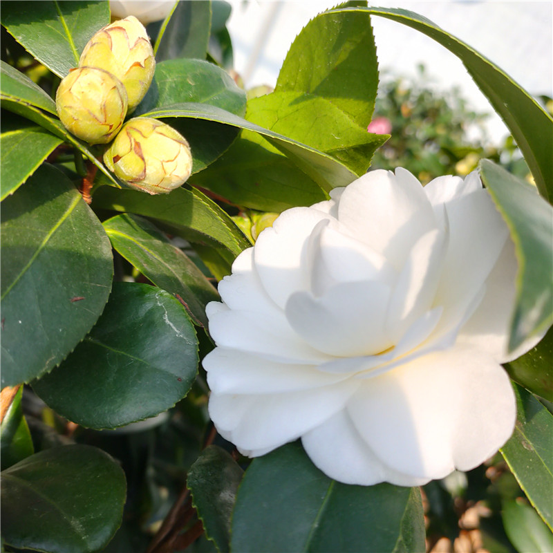 茶花盆栽白玉树苗白赤丹白色绿植办公阳台山茶花花卉