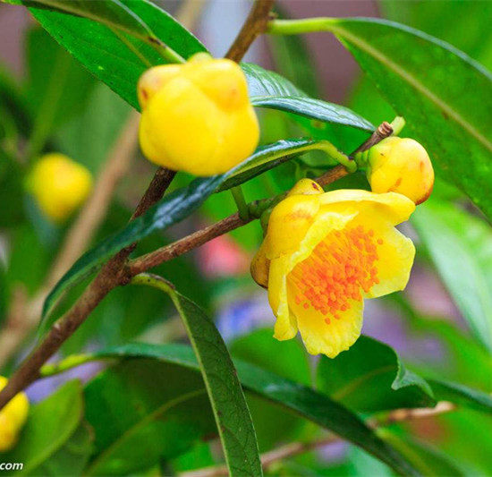 金花茶花茶防城抱茎脉黄黄樽凹毛瓣崇左四季名贵时令草本花卉
