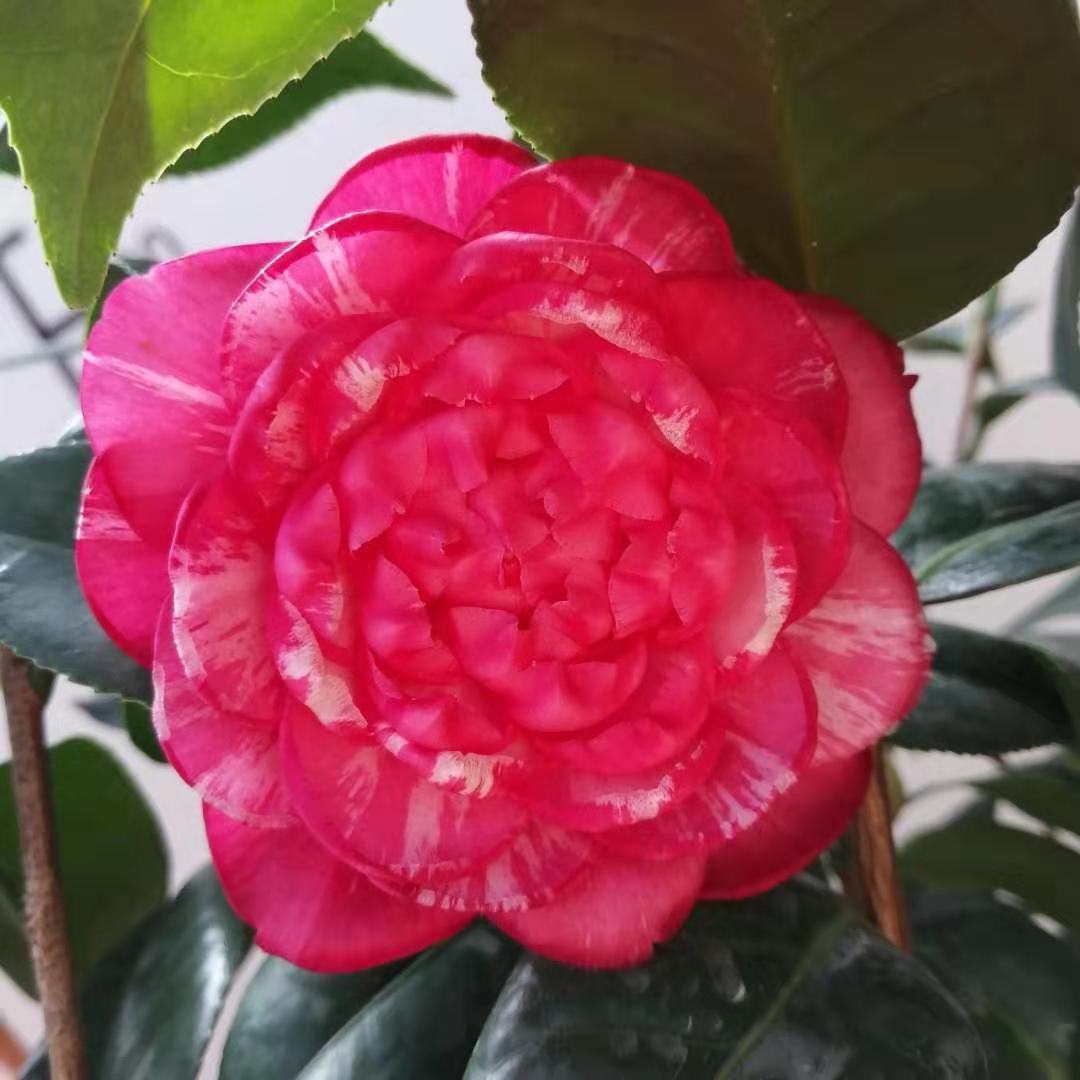 白瑞琪常绿植物四季山茶嫁接瑞琪茶花树苗盆栽白瑞奇时令草本花卉