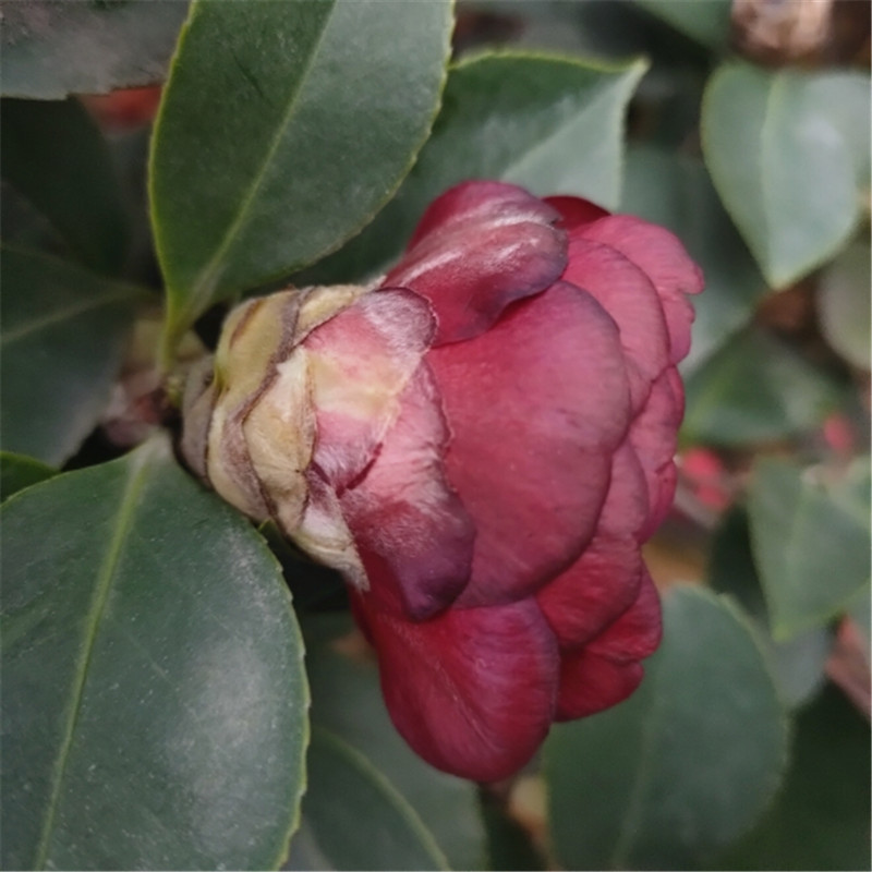 茶花盆栽品种荷尔花苗名贵山珍贵植物花卉