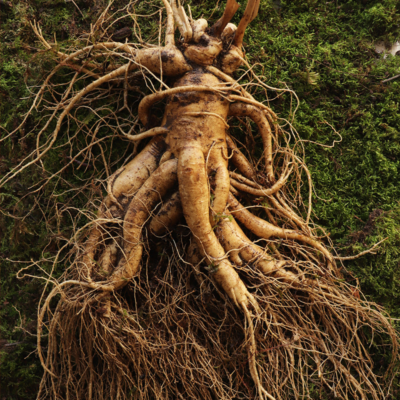 人参单支一斤稀有特大长白山现挖新鲜新鲜人人参山人参