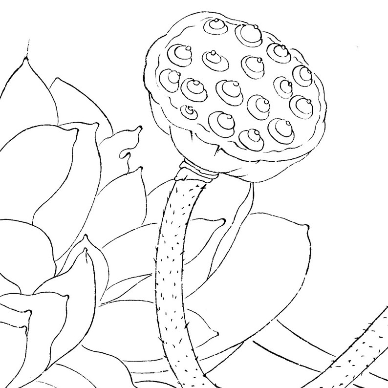 工笔画文字有步骤花鸟冬冬杨冬冬白描打印稿白纸勾线国画