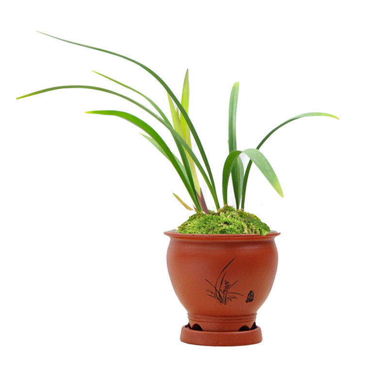 连城兰花建兰四季兰红芽艺办公办公室室内客厅时令草本花卉