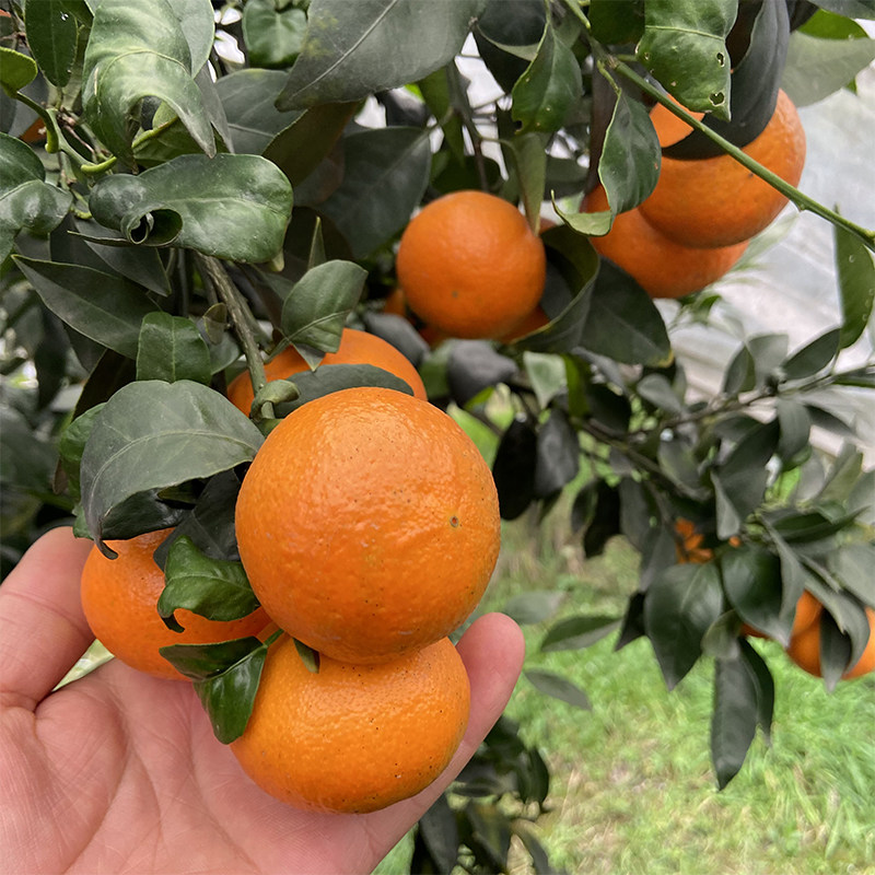 四川无籽沃柑炫蜜柑清香桔子蜜桔清香橘现摘新鲜水果手