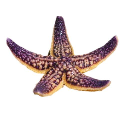 海星青岛3斤活体发货鲜活野生大海新鲜五角其它