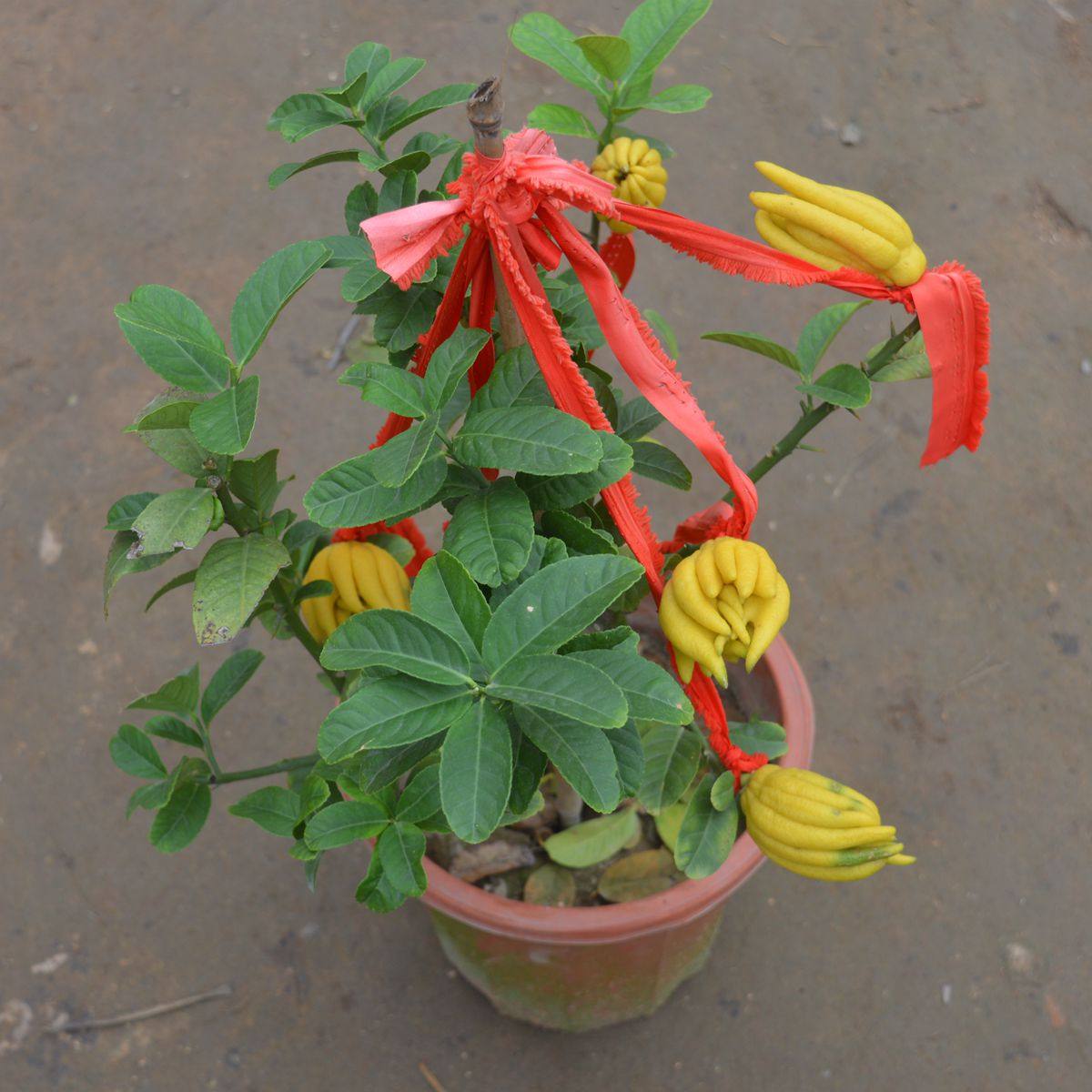 盆栽室内盆栽观植物佛手金拂手拂手果树绿植绿植