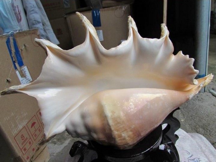 海螺贝壳七角螺大娃号角法器乐器伴奏工艺品切口海螺