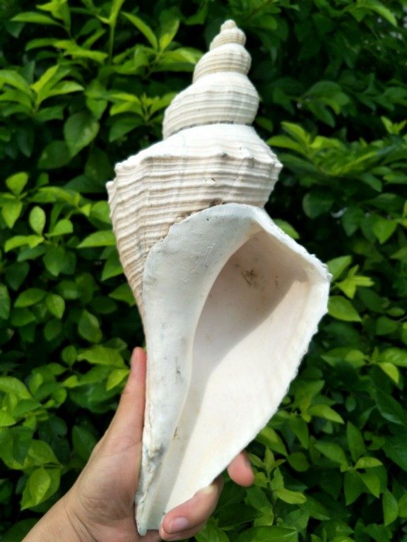 澳洲长香螺 天然海螺贝壳 大法螺法器号角佛教圣物 法器螺可吹响