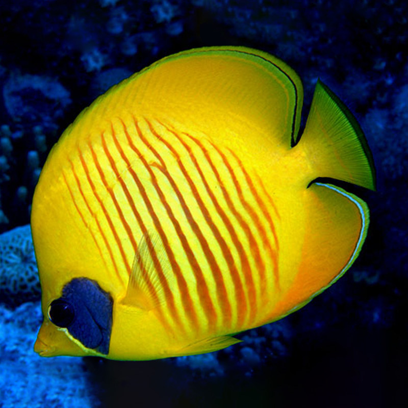 火箭较难水缸珊瑚海活体鲽鱼海水黄金黄网鲽黄火箭鱼