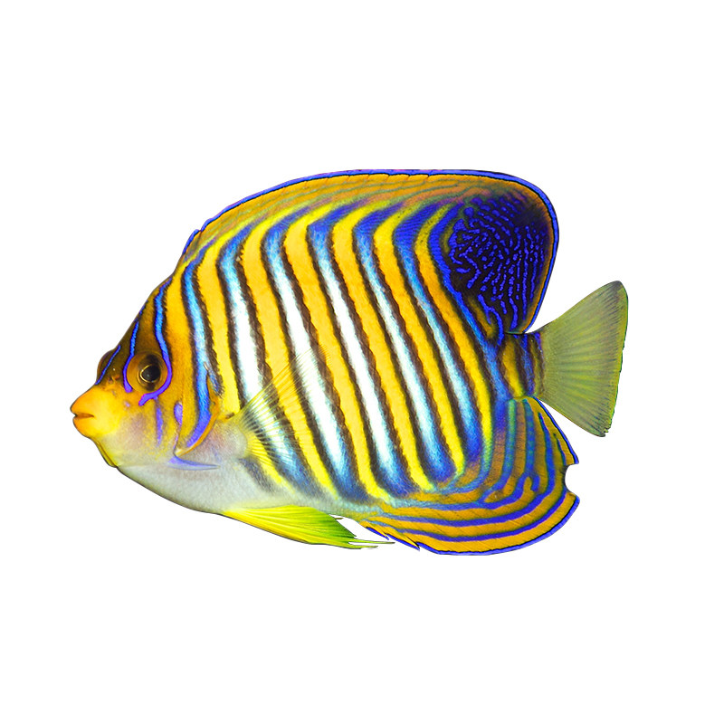 金毛巾神仙检疫水缸活体海海水六间蓝环蓝面马鞍鱼