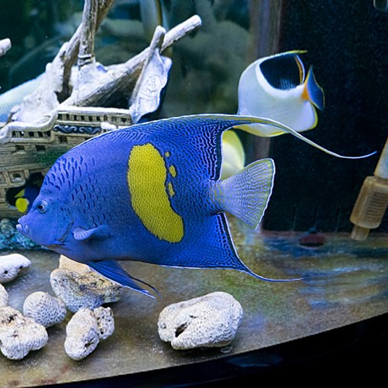 神仙紫月阿拉伯大型仙鱼海水活体海水缸检疫颗粒鱼