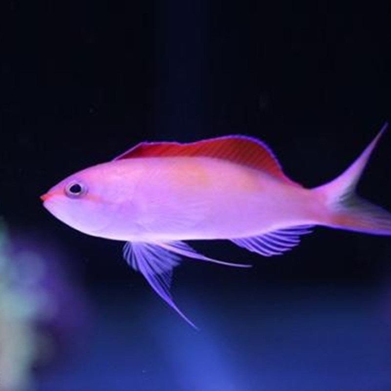 宝石紫罗紫罗兰兰海金鱼蓝眼夏威夷紫印活体海水鱼