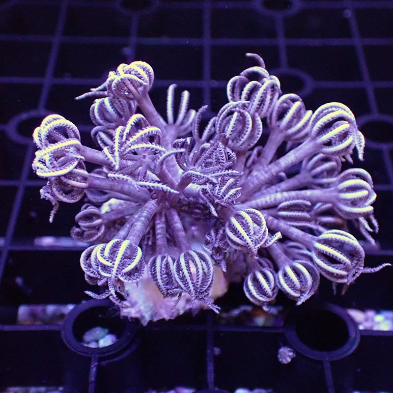 活体千手麦穗圣诞树大手星花九尾狐珊瑚人工软体其它水族宠物