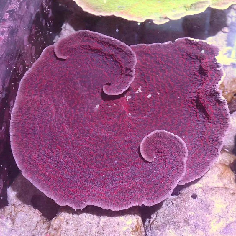 瓦片珊瑚绿瓦印尼荧光双色调色盘海水缸硬骨其它水族宠物