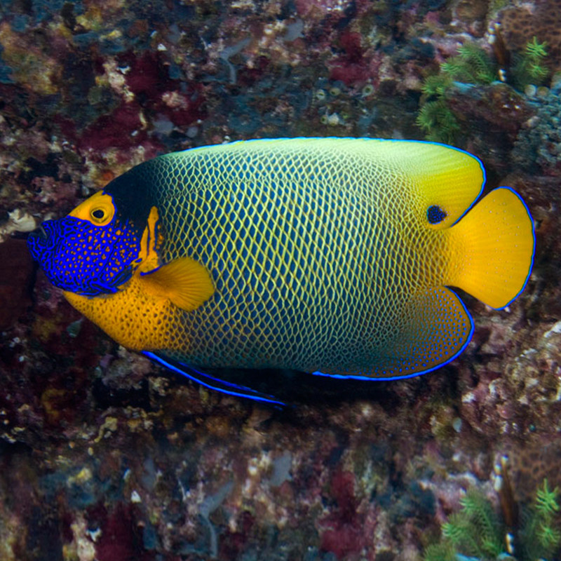 金毛巾神仙检疫水缸活体海海水六间蓝环蓝面马鞍鱼