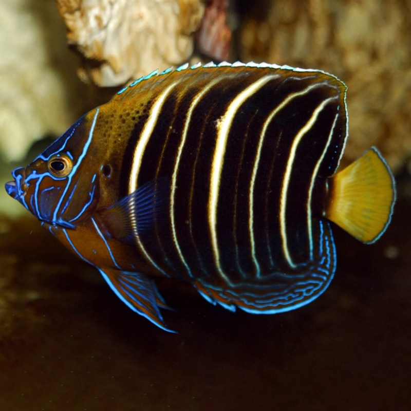 国王神仙金点仙美国石美人耳斑神仙海水鱼活体海水缸已检疫秒颗粒