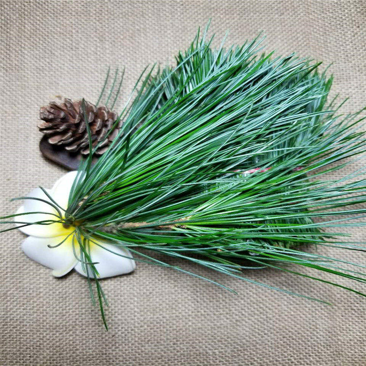 东北一斤马尾松油松红松松针五针长白山五叶新鲜养生茶