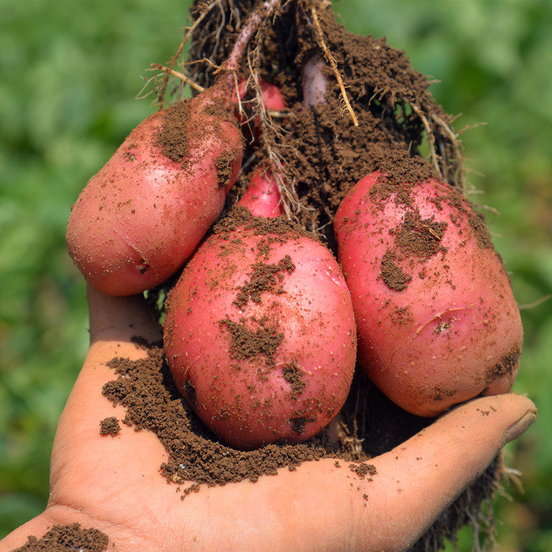 土豆新鲜云南红皮9斤净重蔬菜挖土自种品种土豆