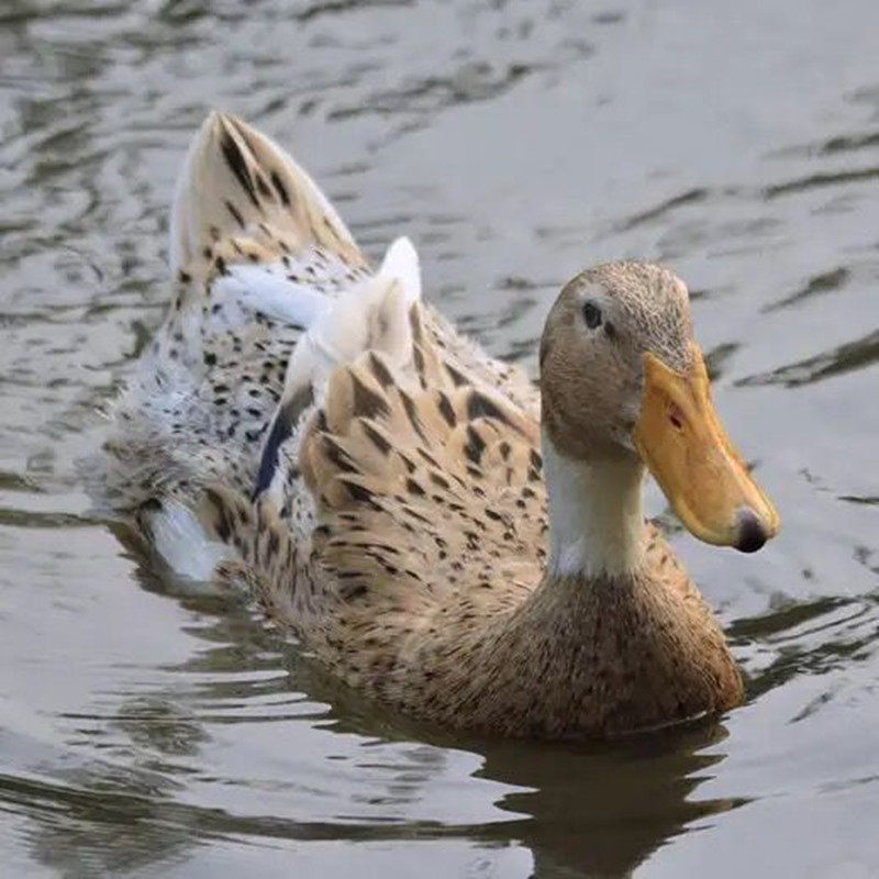 4年老鸭千岛湖正宗农家散养鸭子溪水母鸭麻鸭鸭肉