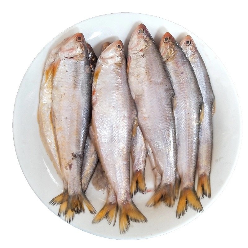 新鲜黄鲫鱼黄尖子鱼当潮海鲜马口鱼毛扣鱼油扣鱼烤子鱼野生海捕鱼