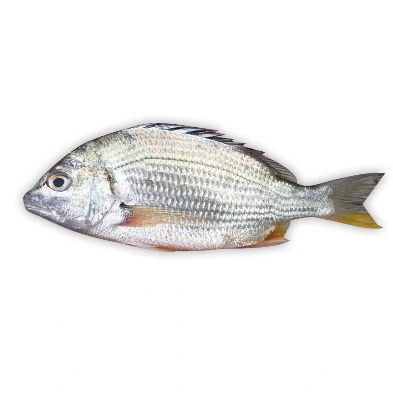 黄翅鱼新鲜黄鳍鲷野生鲜活黄脚立生猛生鲜当天捕捞其它