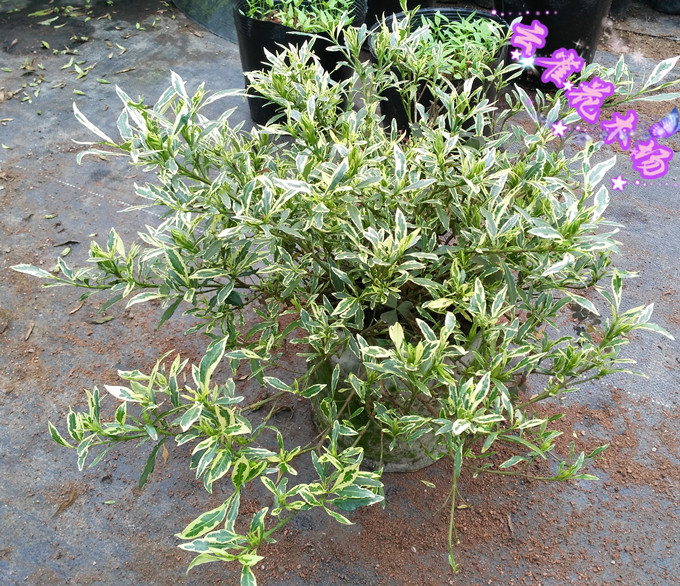 金边小叶栀子花珍贵盆栽白色花花叶共赏鲜花庭院时令草本花卉
