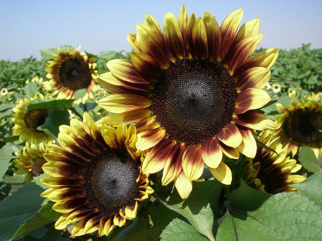 向日葵美国进口观赏种子单杆切花型火焰网红油画家庭园艺种子