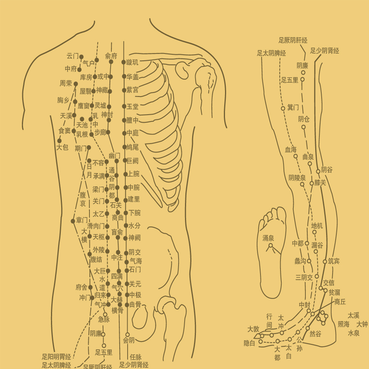 灸大夫十二经络图片